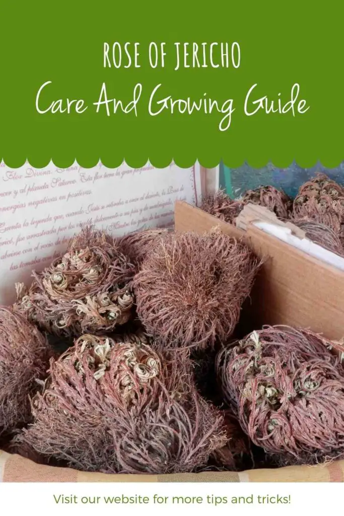 Rose Of Jericho: Care And Growing Guide