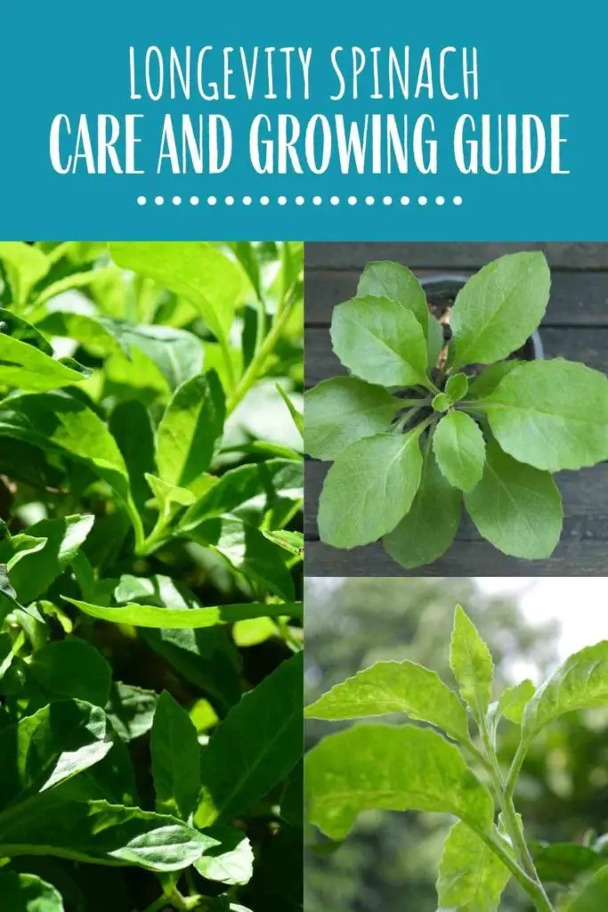 Longevity Spinach: Care and Growing Guide