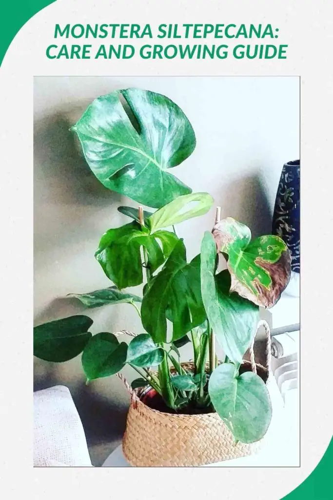 Monstera Siltepecana: Care And Growing Guide
