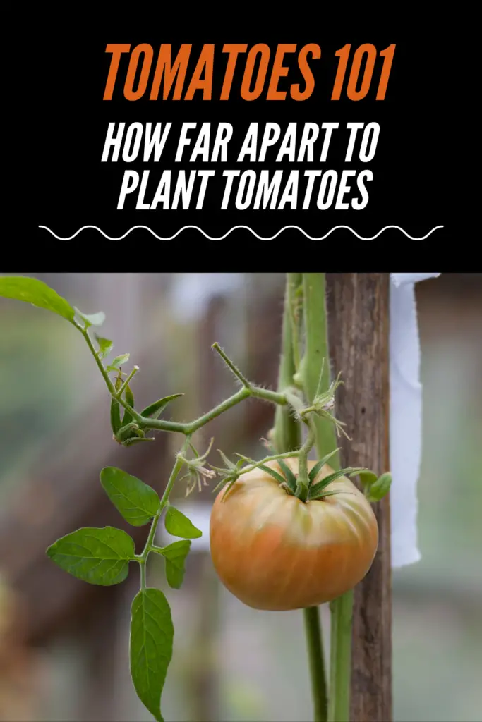 Tomatoes 101: How Far Apart To Plant Tomatoes