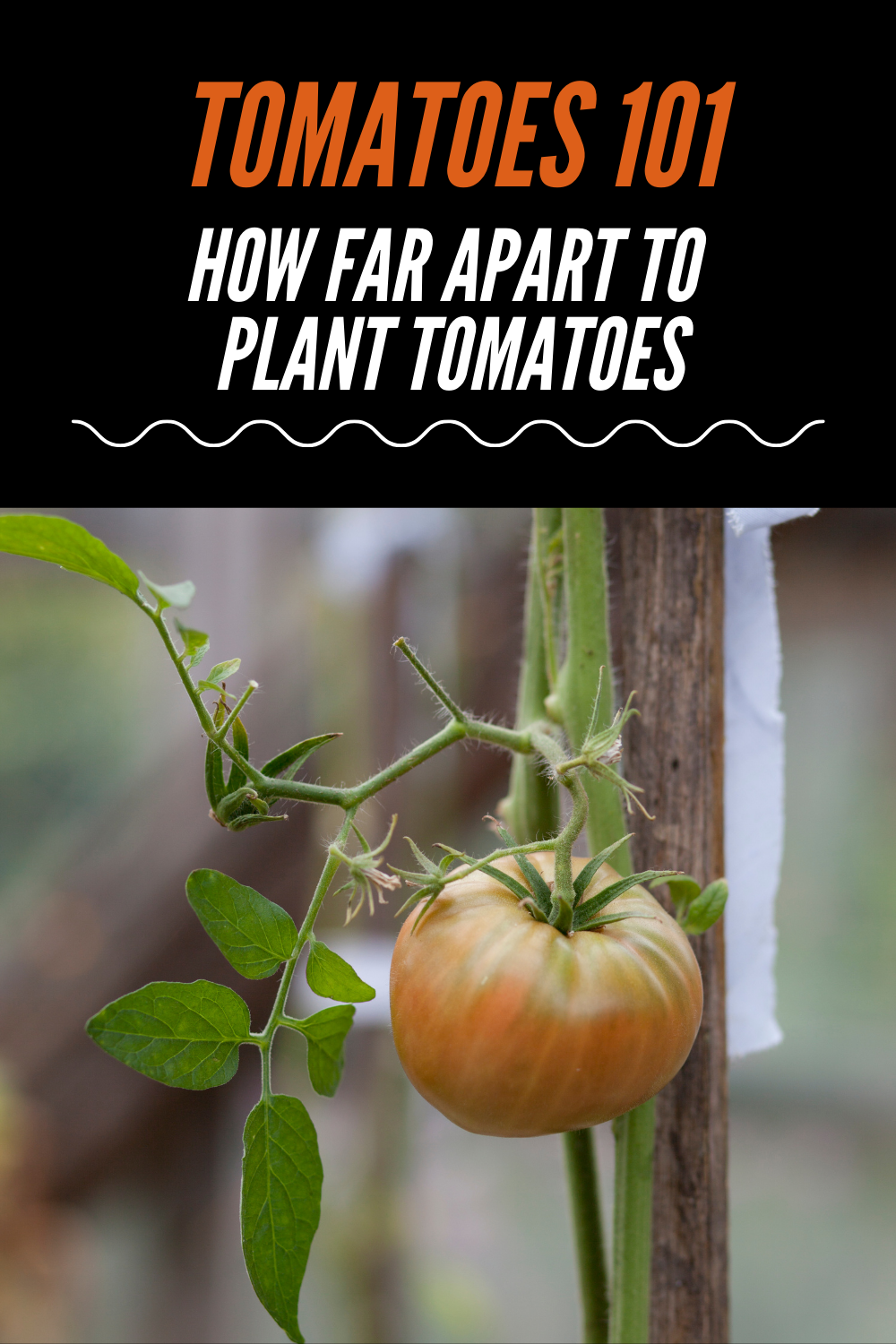 How far apart to plant tomatoes in a raised bed information