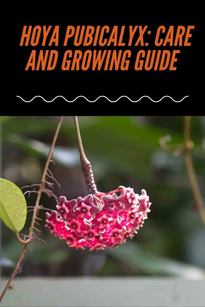 Hoya Pubicalyx: Care And Growing Guide