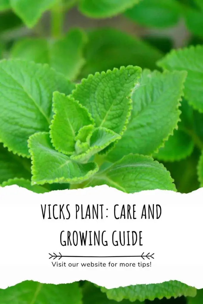 Vicks Plant: Care And Growing Guide