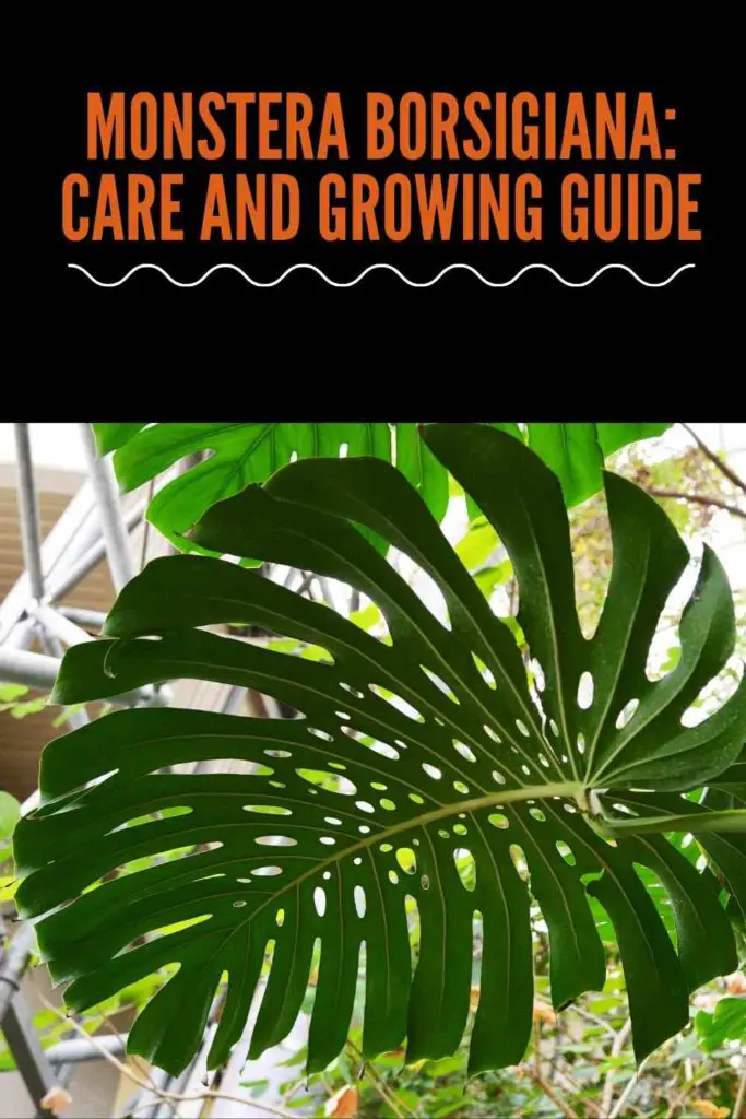 Monstera Borsigiana: Care and Growing Guide