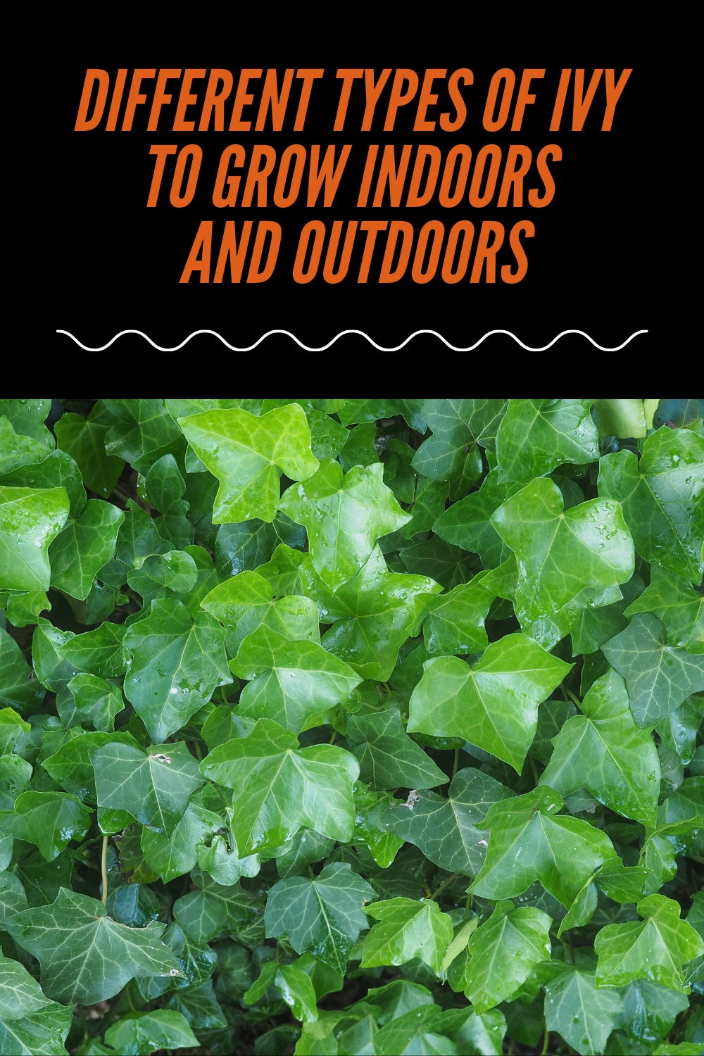 Different Types Of Ivy To Grow Indoors And Outdoors | Constant Delights