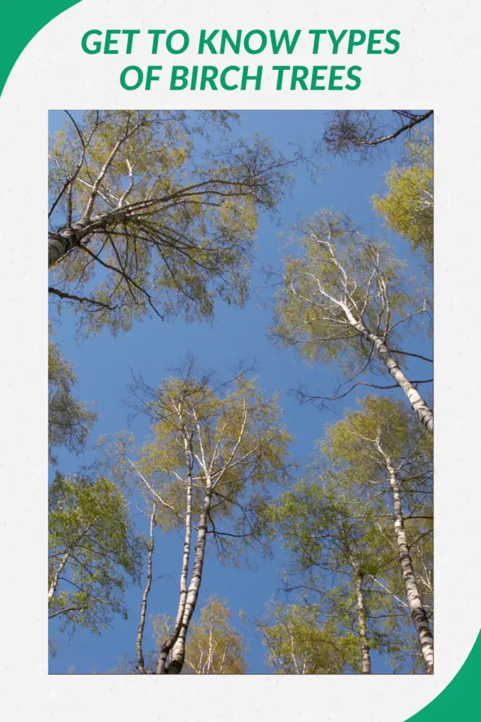 Get To Know Types Of Birch Trees