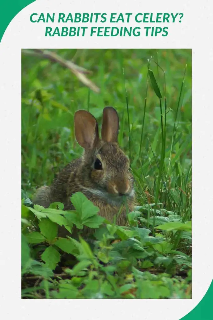 Can Rabbits Eat Celery? – Rabbit Feeding Tips