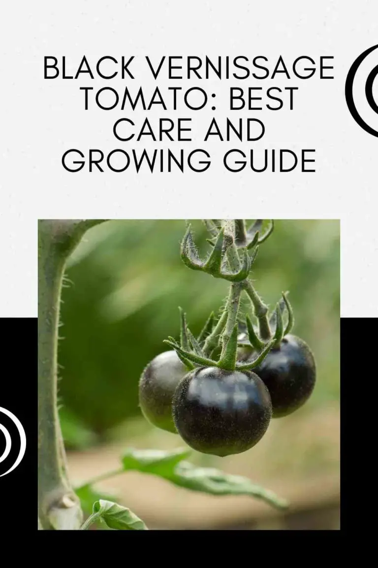 black vernissage tomato plant