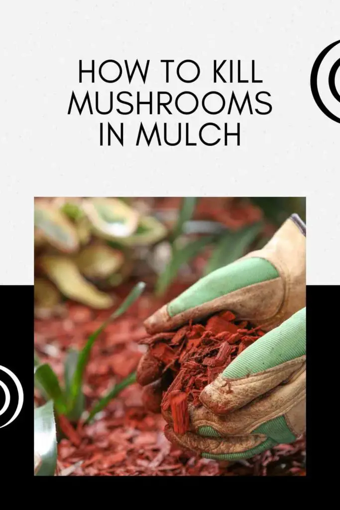How To Kill Mushrooms In Mulch