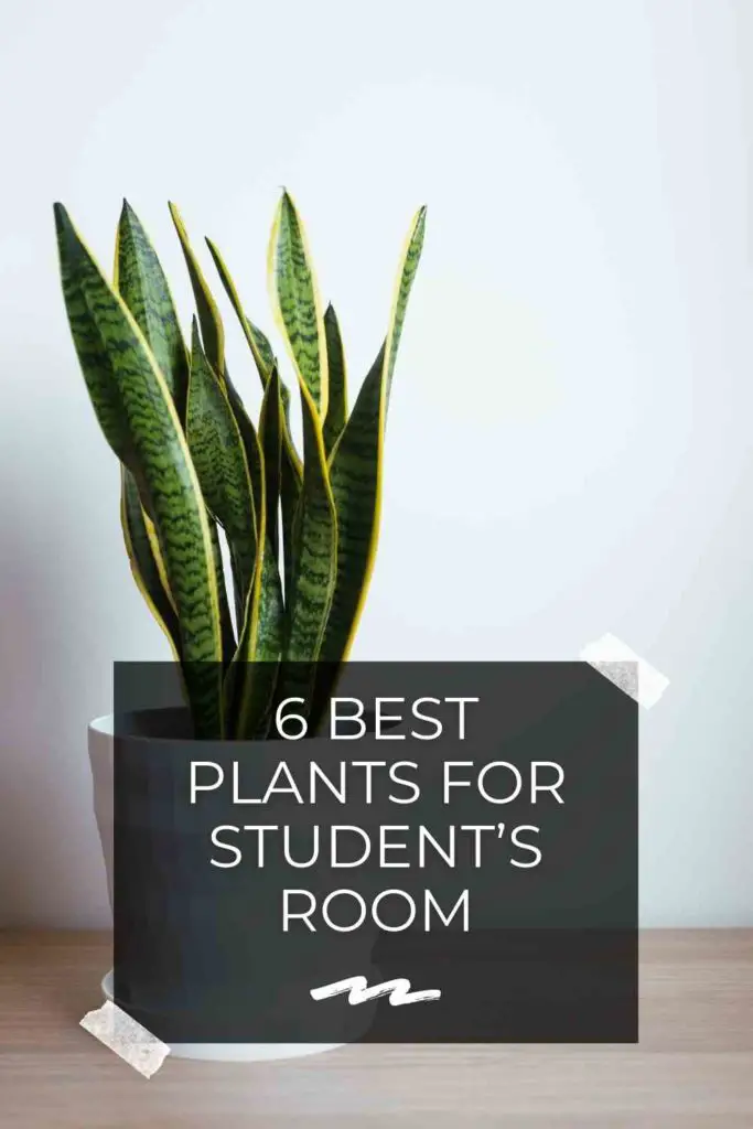 6 Best Plants for Student’s Room