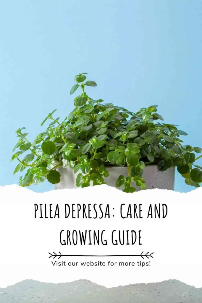 Pilea Depressa: Care and Growing Guide