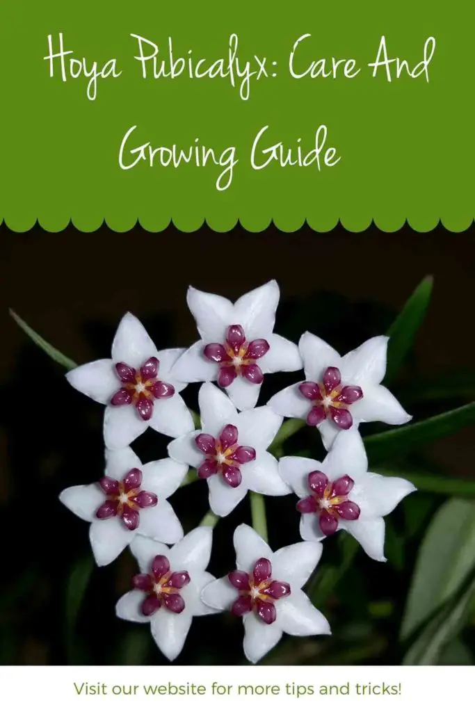 Hoya Pubicalyx: Care And Growing Guide