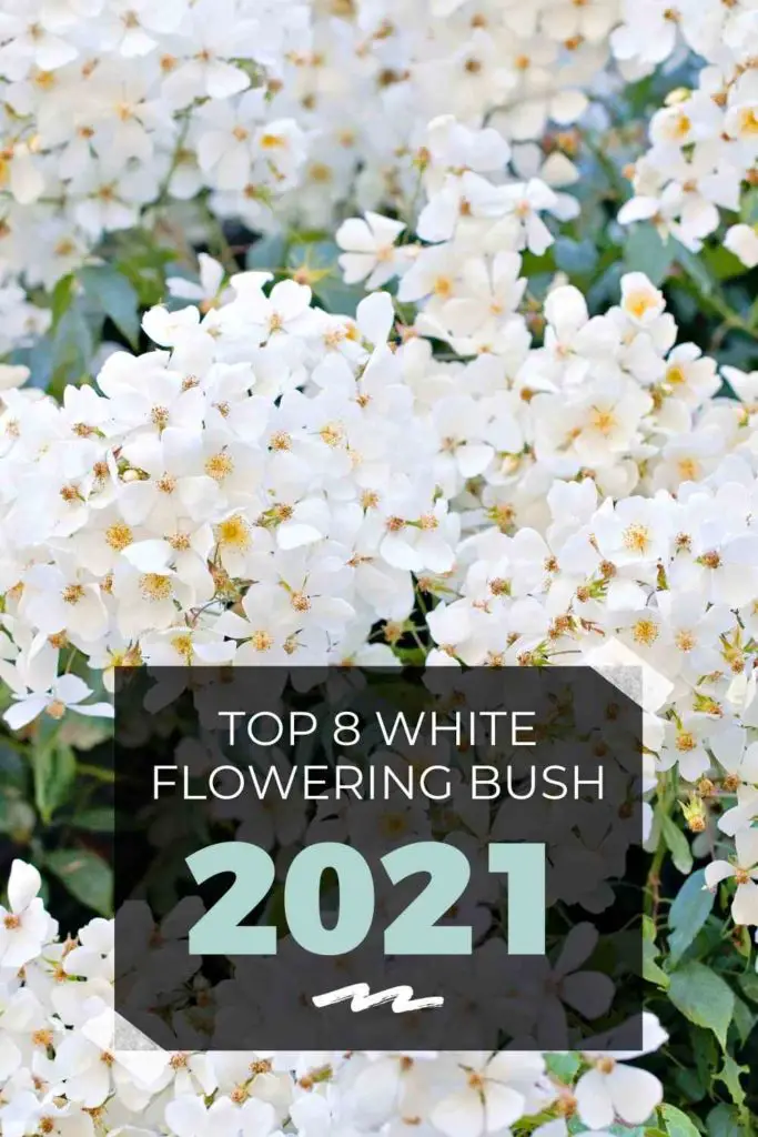 Top 8 White Flowering Bush