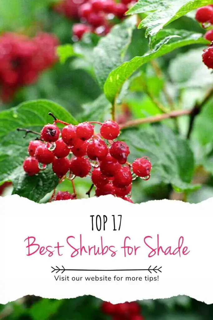 Top 17 Best Shrubs for Shade recommended by Garden Experts