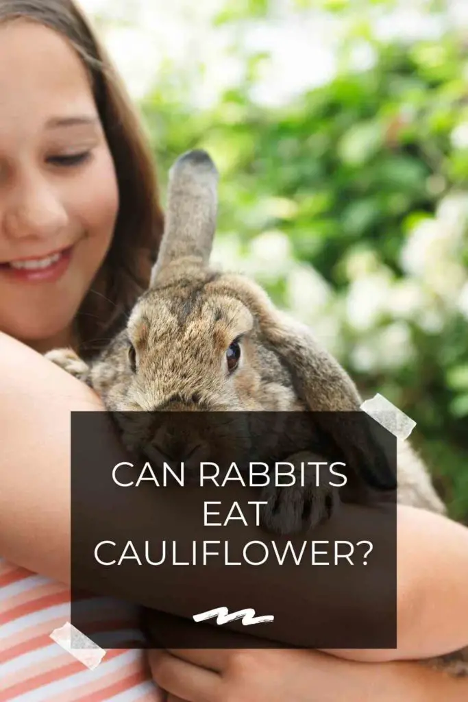 Can Rabbits Eat Cauliflower?