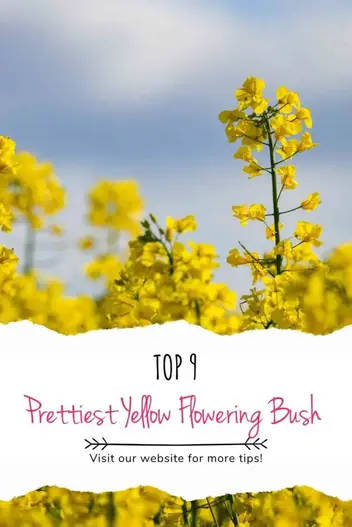 Top 9 Prettiest Yellow Flowering Bush For Your Garden Expert Recommendations Constant Delights