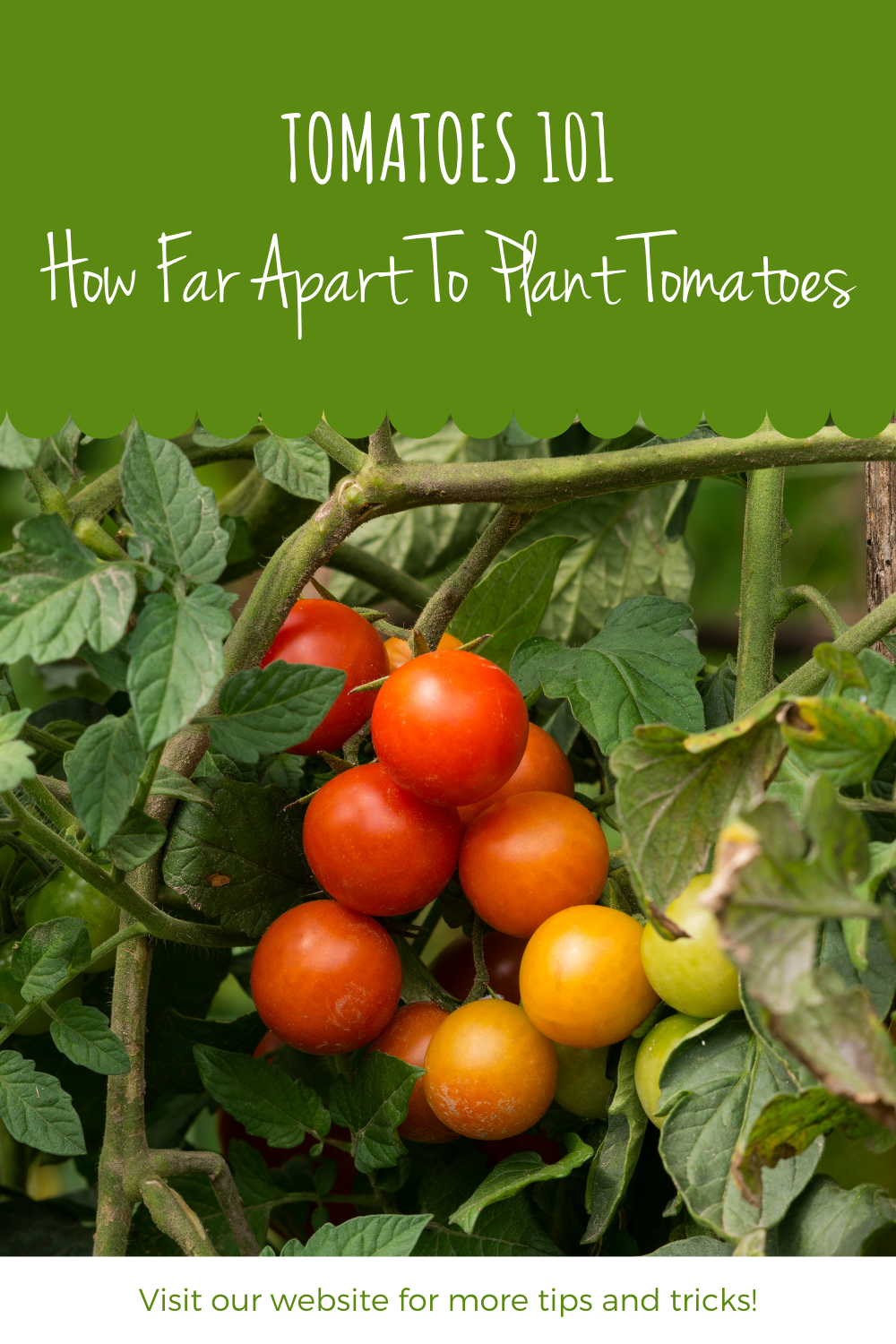 How far should i space my tomato plants information