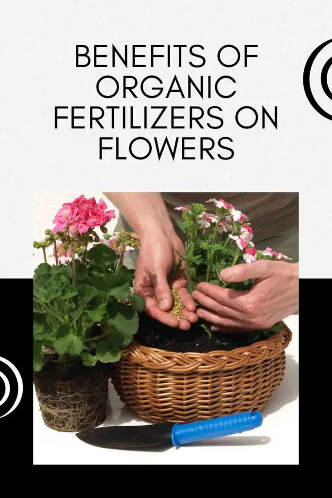 Benefits of Organic Fertilizers on Flowers