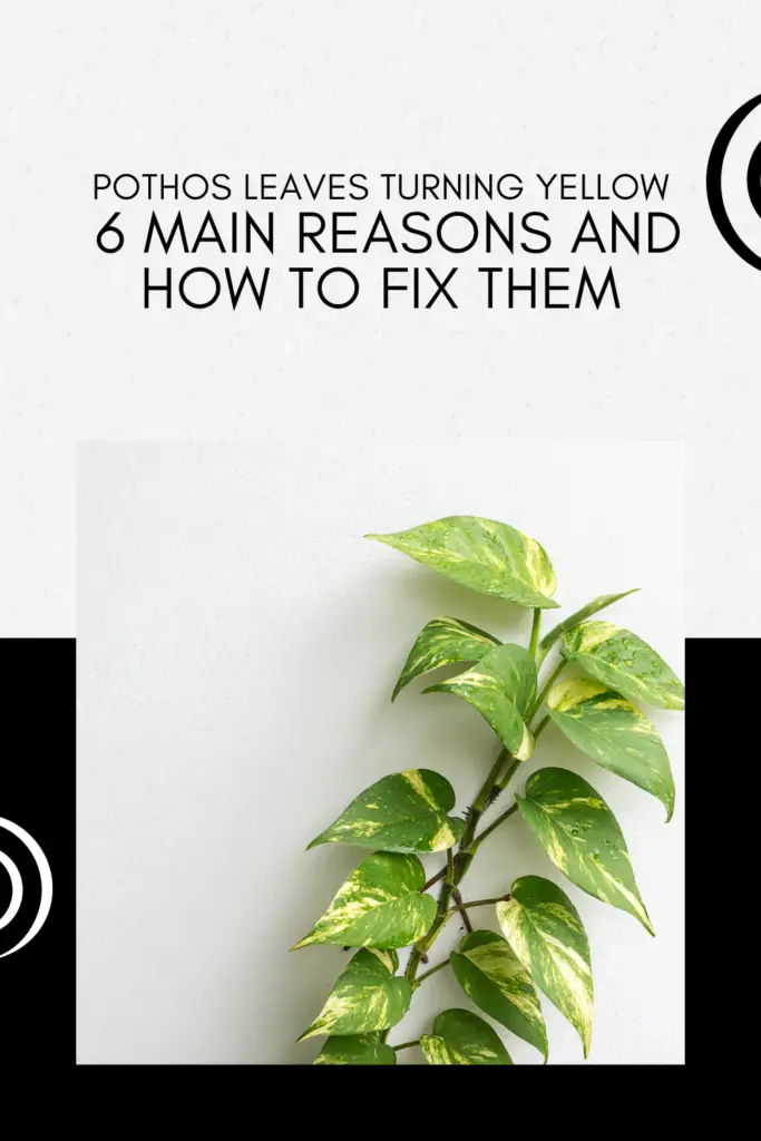 Pothos Leaves Turning Yellow - 6 Main Reasons and How to Fix Them