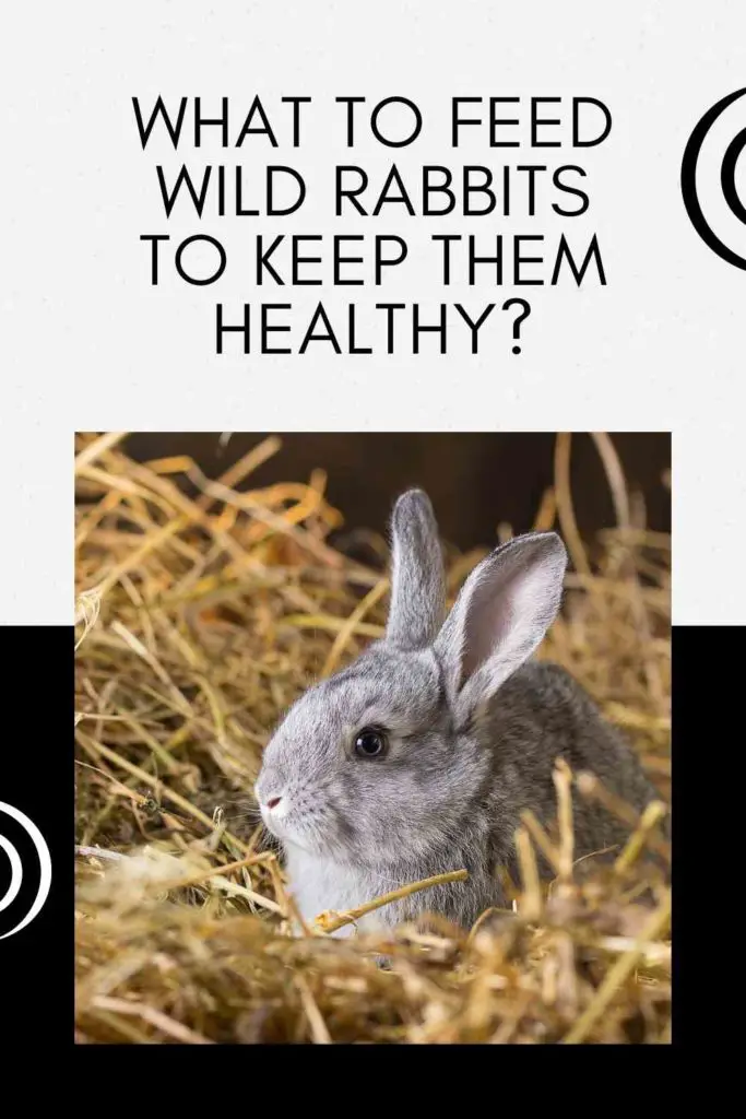 What To Feed Wild Rabbits To Keep Them Healthy?