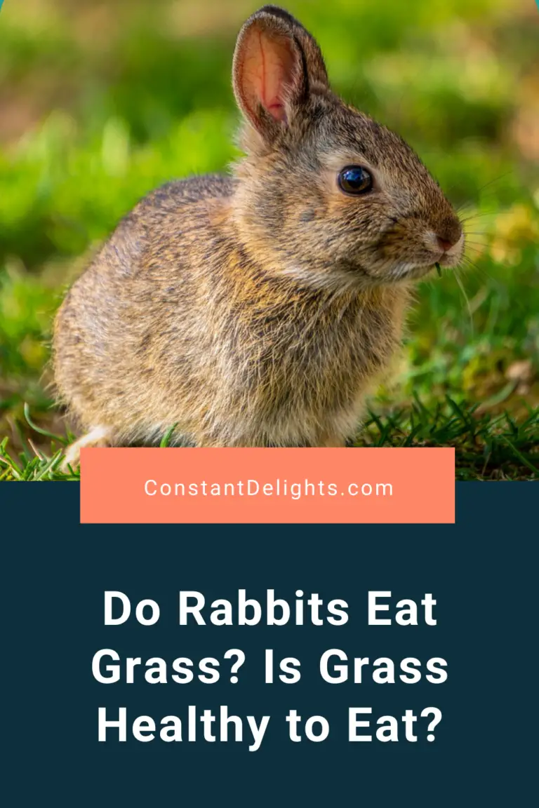 Do Rabbits Eat Grass? Is Grass Healthy To Eat? | Constant Delights