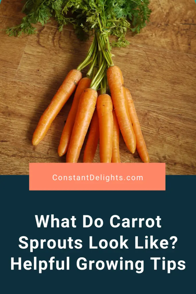 What Do Carrot Sprouts Look Like? Helpful Growing Tips