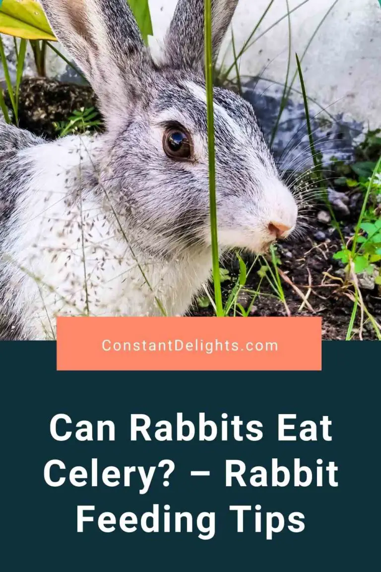 Can Rabbits Eat Celery? – Rabbit Feeding Tips | Constant Delights