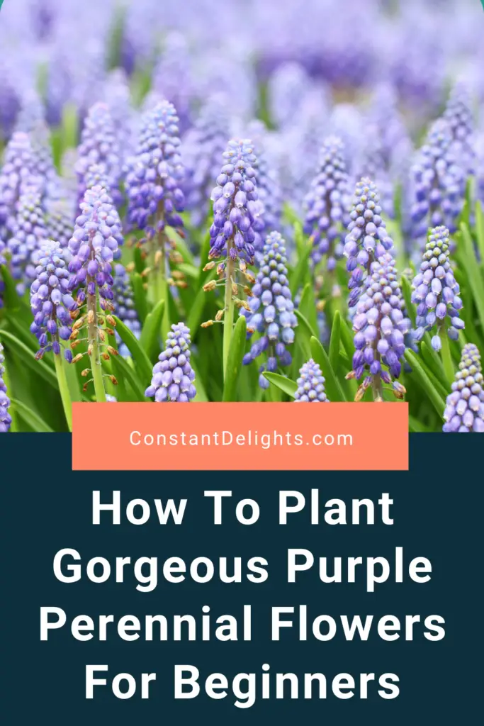 How To Plant Gorgeous Purple Perennial Flowers For Beginners