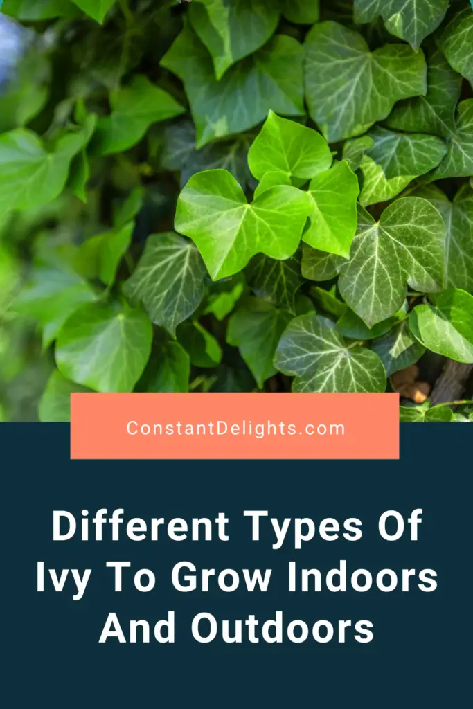 Different Types Of Ivy To Grow Indoors And Outdoors