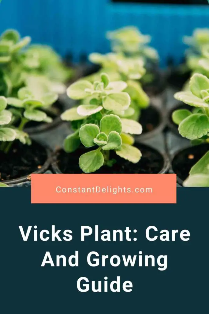 Vicks Plant: Care And Growing Guide