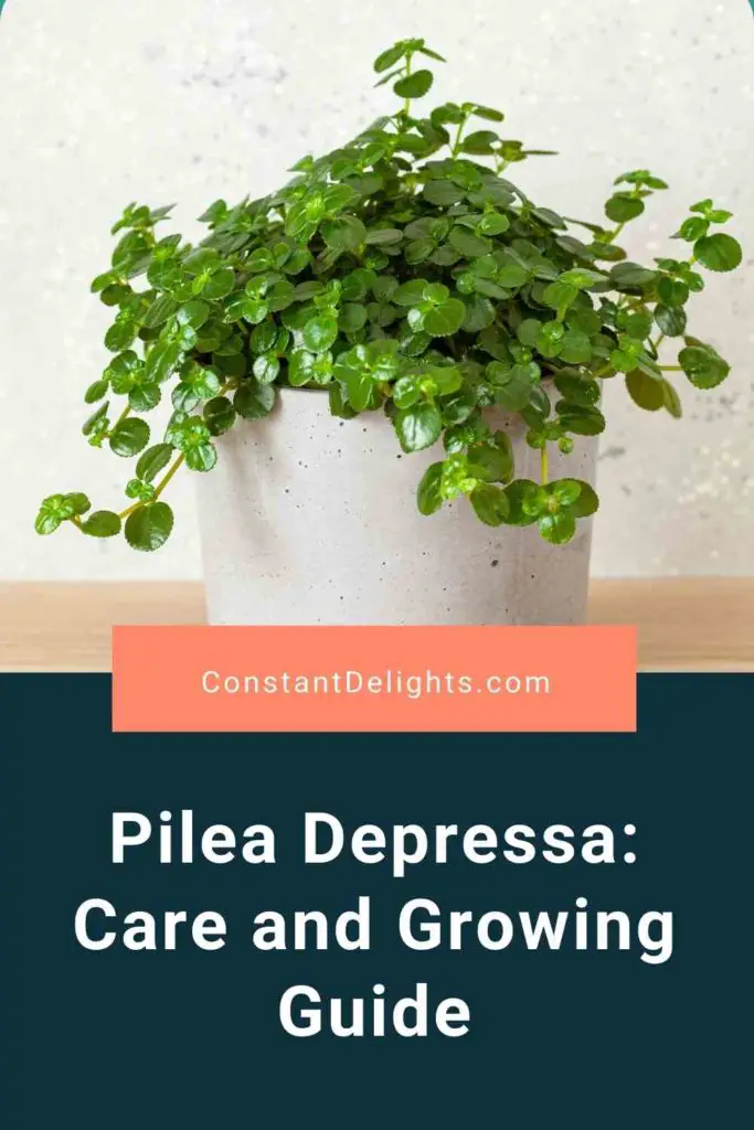 Pilea Depressa: Care and Growing Guide