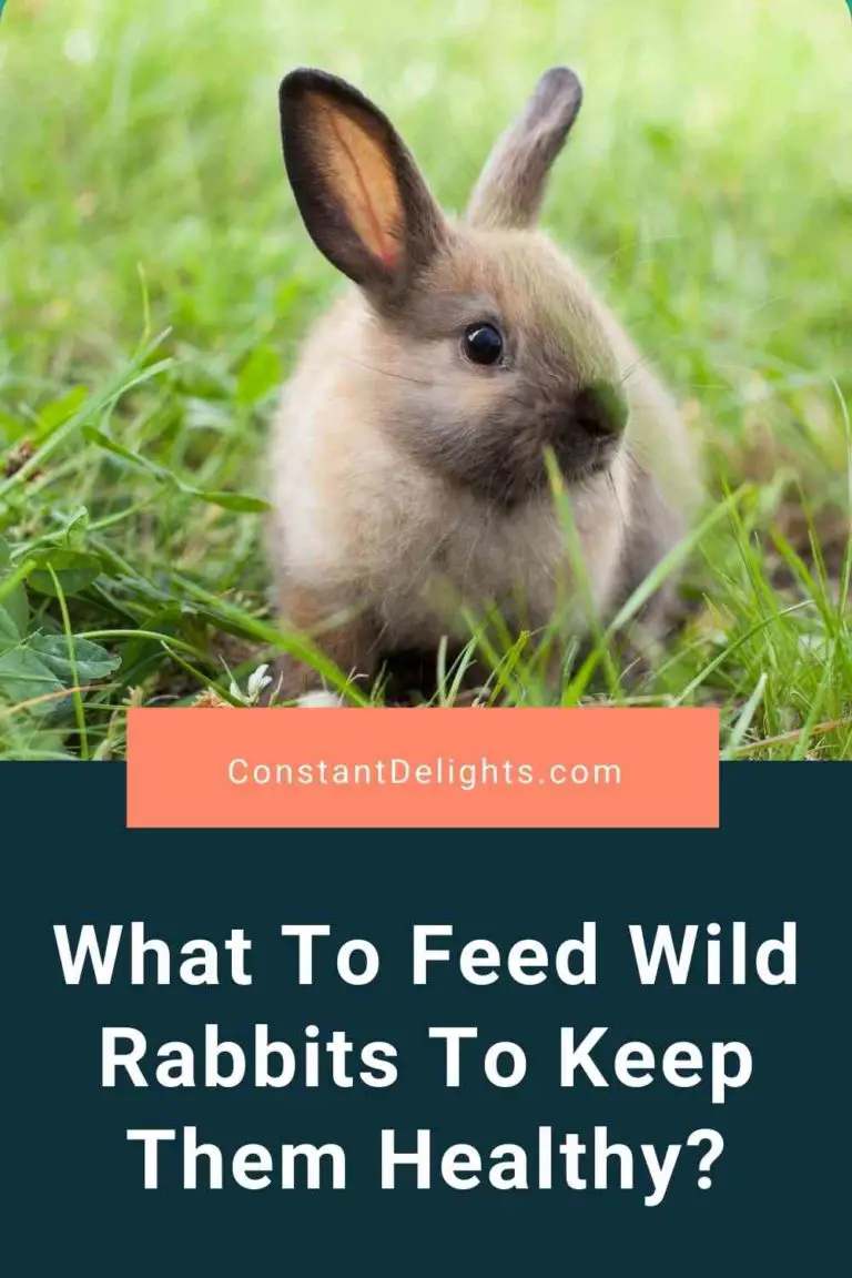 What To Feed Wild Rabbits To Keep Them Healthy? Constant Delights