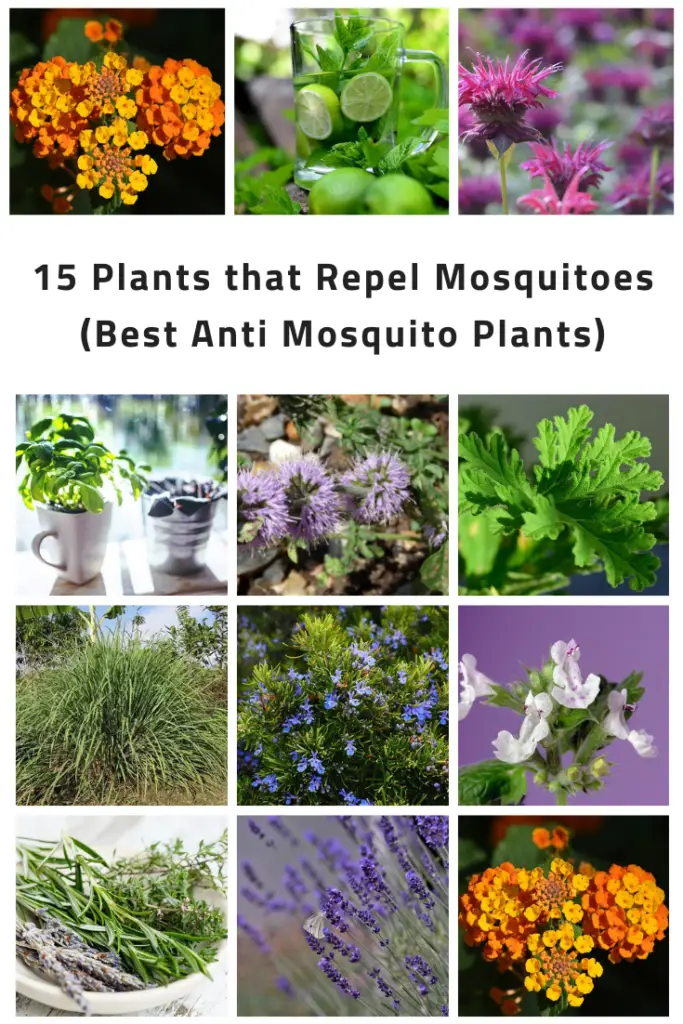 15 Plants that Repel Mosquitoes (Best Anti Mosquito Plants)
