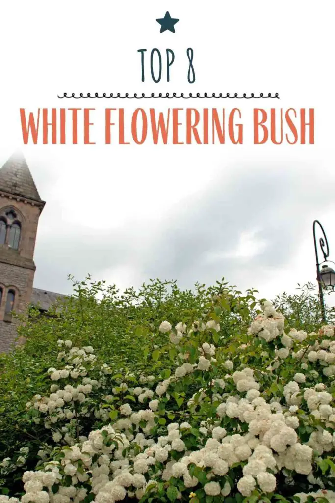 Top 8 White Flowering Bush