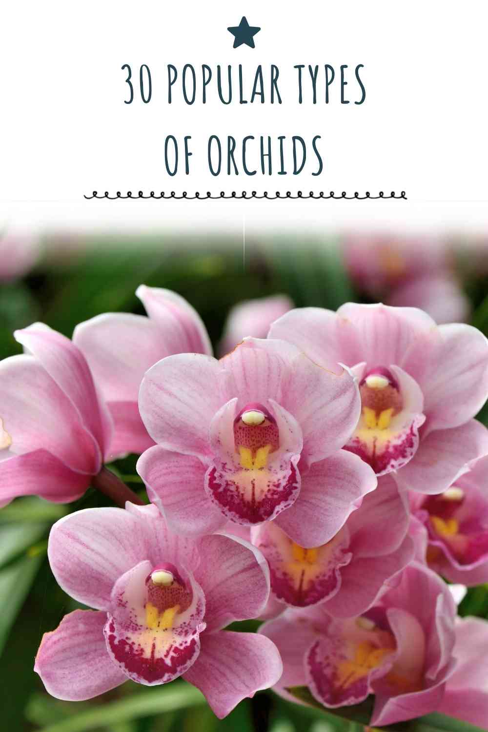 30 Popular Types Of Orchids: Blessing From Mother Nature | Constant ...