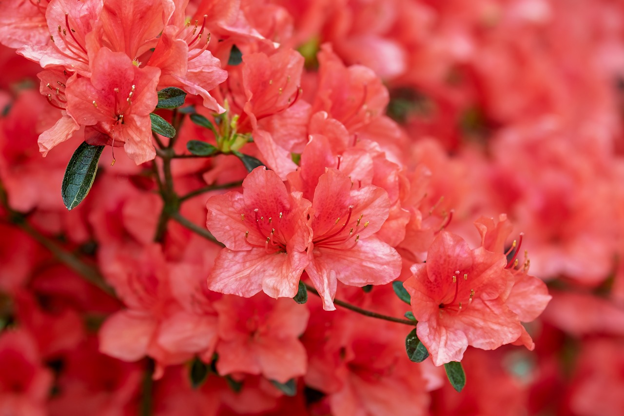 Top 17 Best Shrubs for Shade recommended by Garden Experts