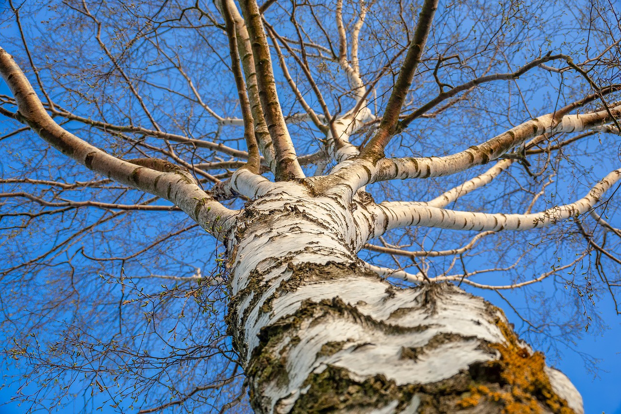 Get To Know Types Of Birch Trees Constant Delights