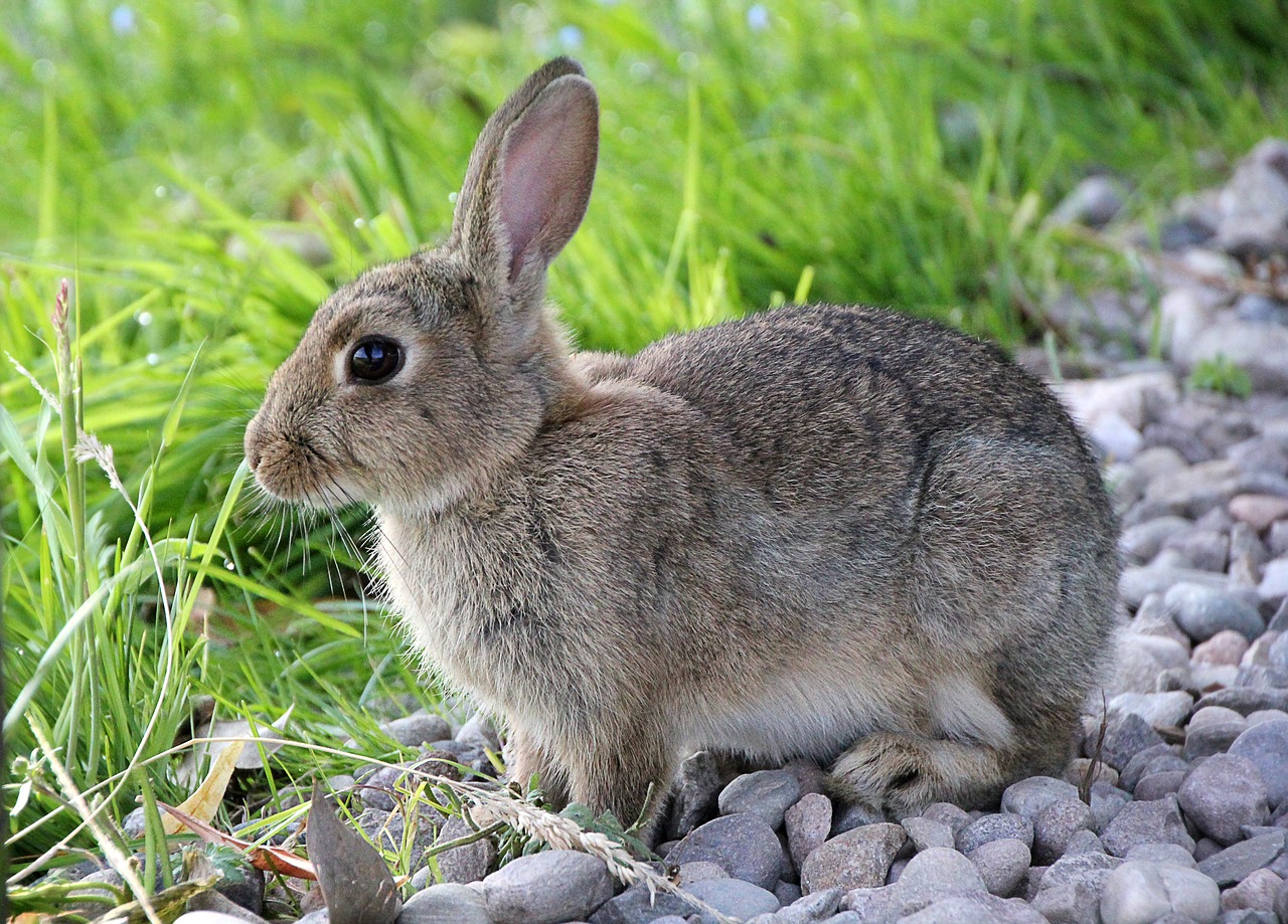 Do Rabbits Eat Grass? Is Grass Healthy To Eat? Constant Delights