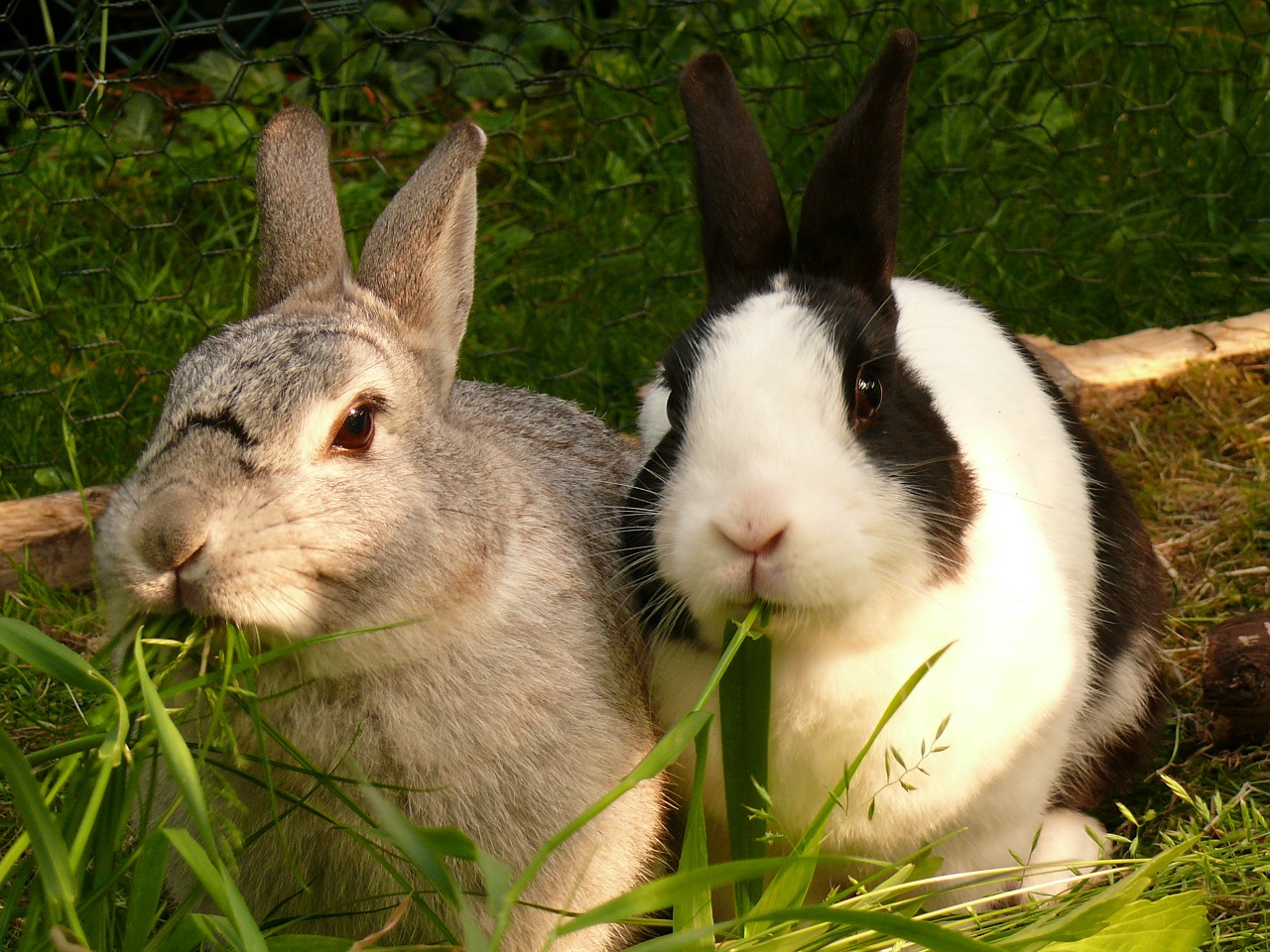 Can Rabbits Eat Celery? – Rabbit Feeding Tips
