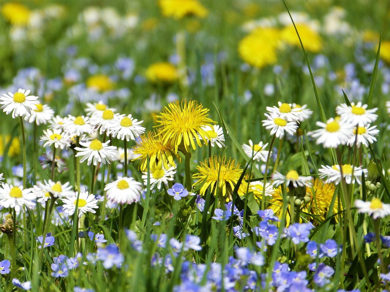Benefits of Organic Fertilizers on Flowers