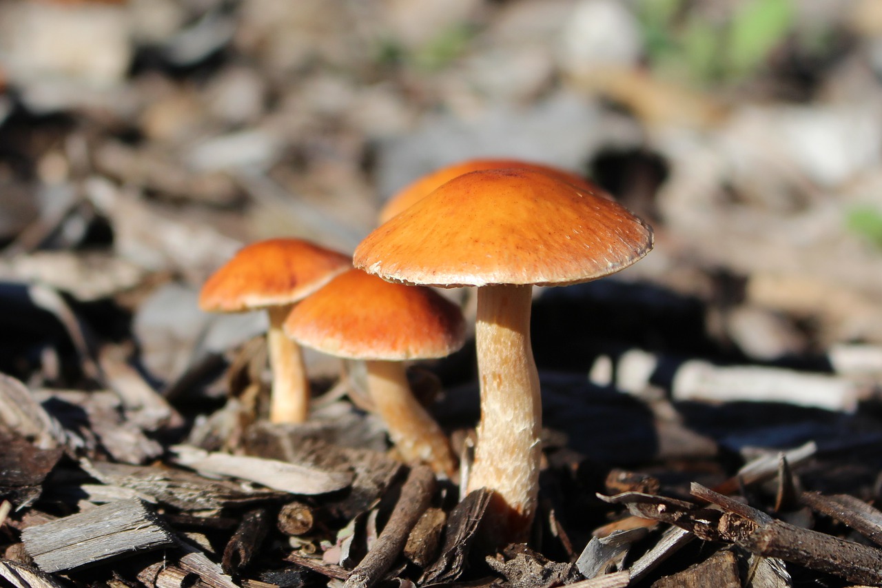 How To Kill Mushrooms In Mulch