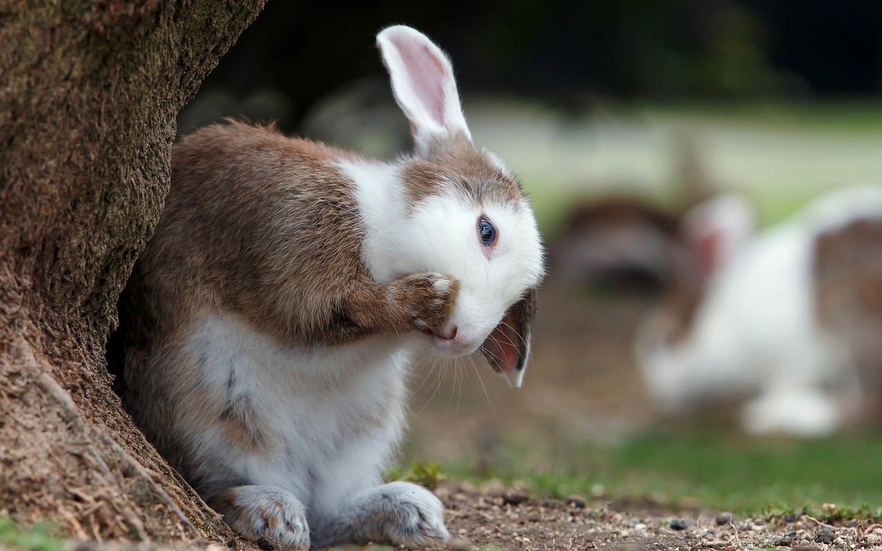Can Rabbits Eat Cauliflower?