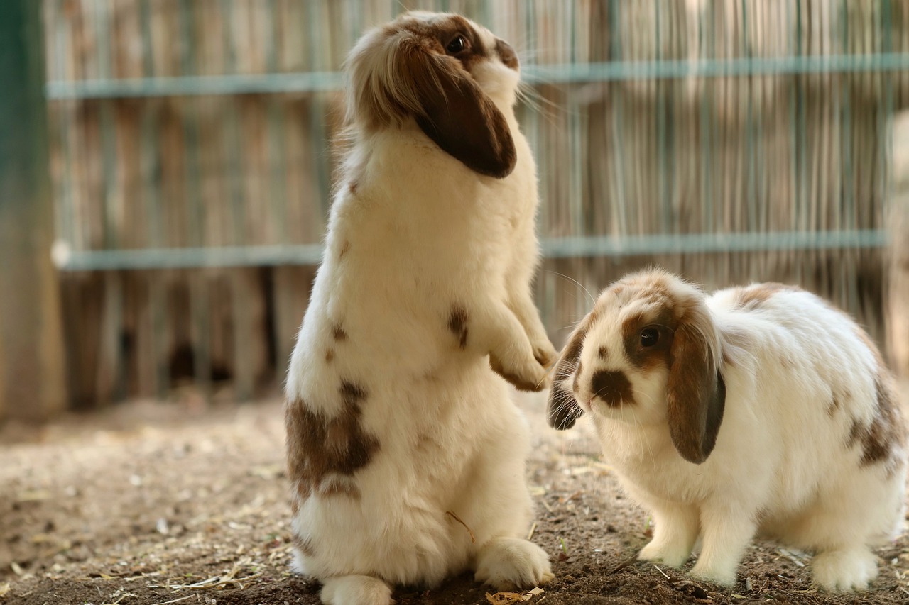 Can Rabbits Eat Radishes? Crucial To Take Care Of Your Pets