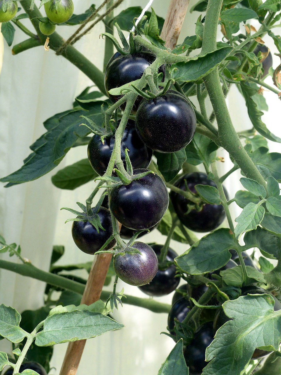 black tomato vernissage