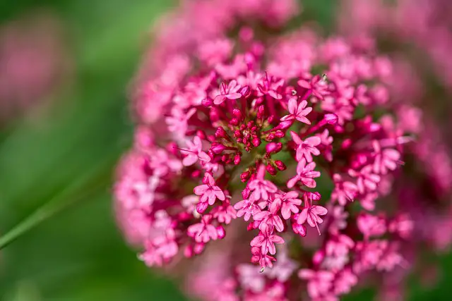 Top 7 Best Red Perennial Flowers for Your Summer Garden (Expert Recommendations)