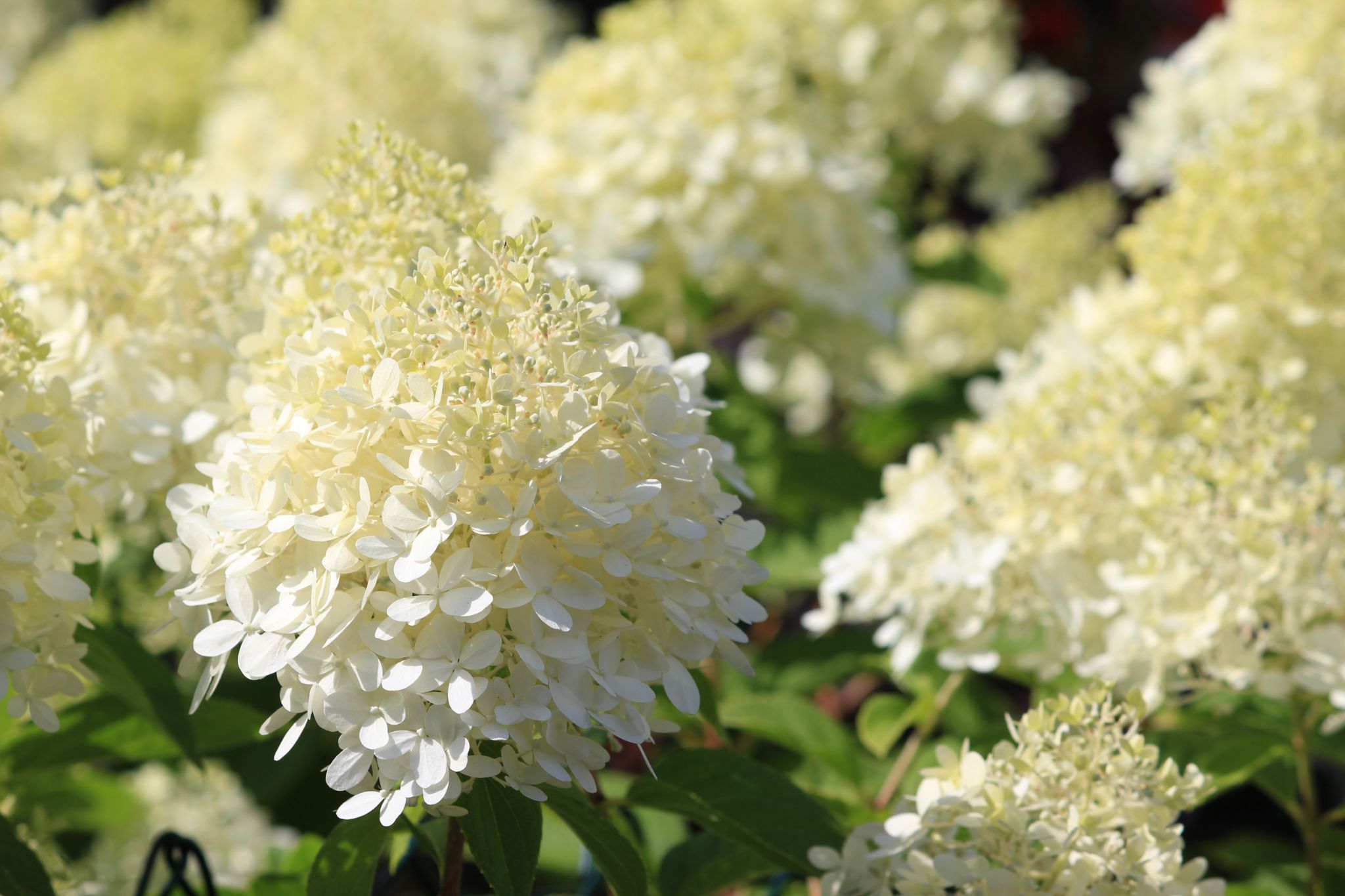 Top 8 White Flowering Bush for Garden Lovers (Expert Suggestions)