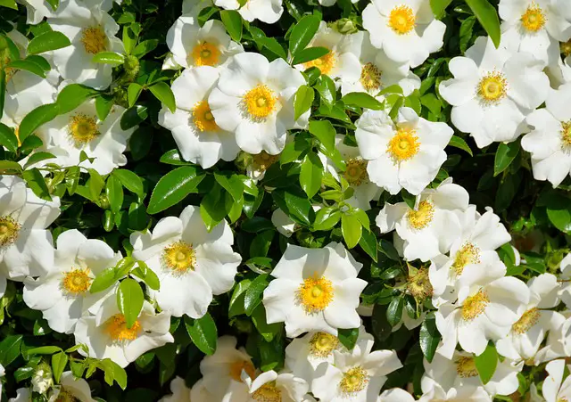 Top 8 White Flowering Bush for Garden Lovers (Expert Suggestions)