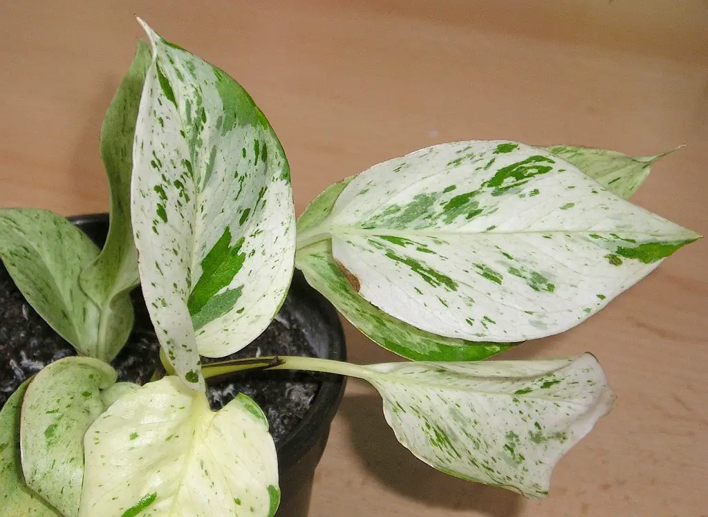 Marble Queen Pothos: Care And Growing Guide