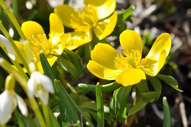 Top 9 Prettiest Yellow Flowering Bush for Your Garden (Expert Recommendations)