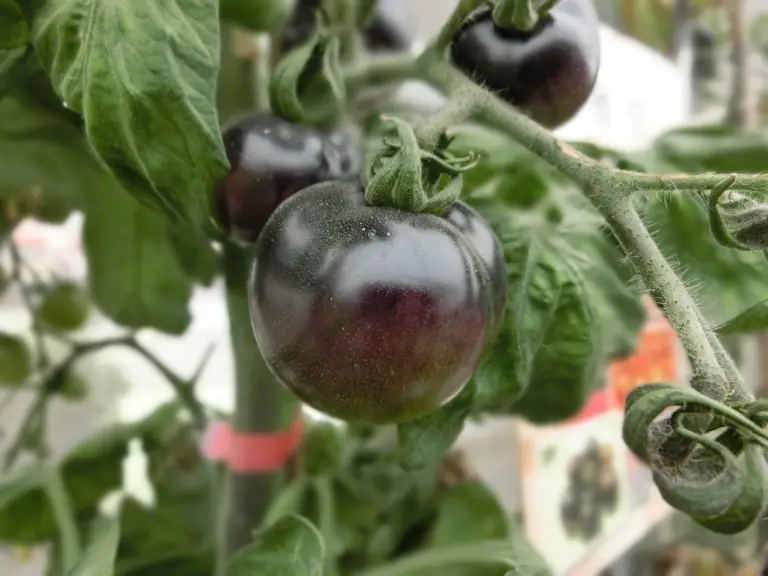 black vernissage tomato